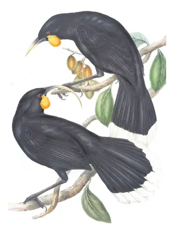 Volume IV, plate 19 of Gould's The Birds of Australia: Huia (Heteralocha acutirostris)