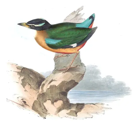 Volume IV, plate 2 of Gould's The Birds of Australia: Banda Sea Pitta (Pitta vigorsii)