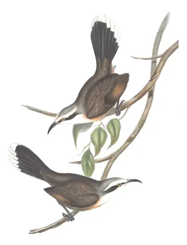 Volume IV, plate 20 of Gould's The Birds of Australia: Gray-crowned Babbler (Pomatostomus temporalis)