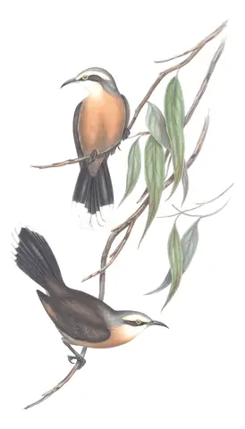 Volume IV, plate 21 of Gould's The Birds of Australia: Gray-crowned Babbler (Pomatostomus temporalis)