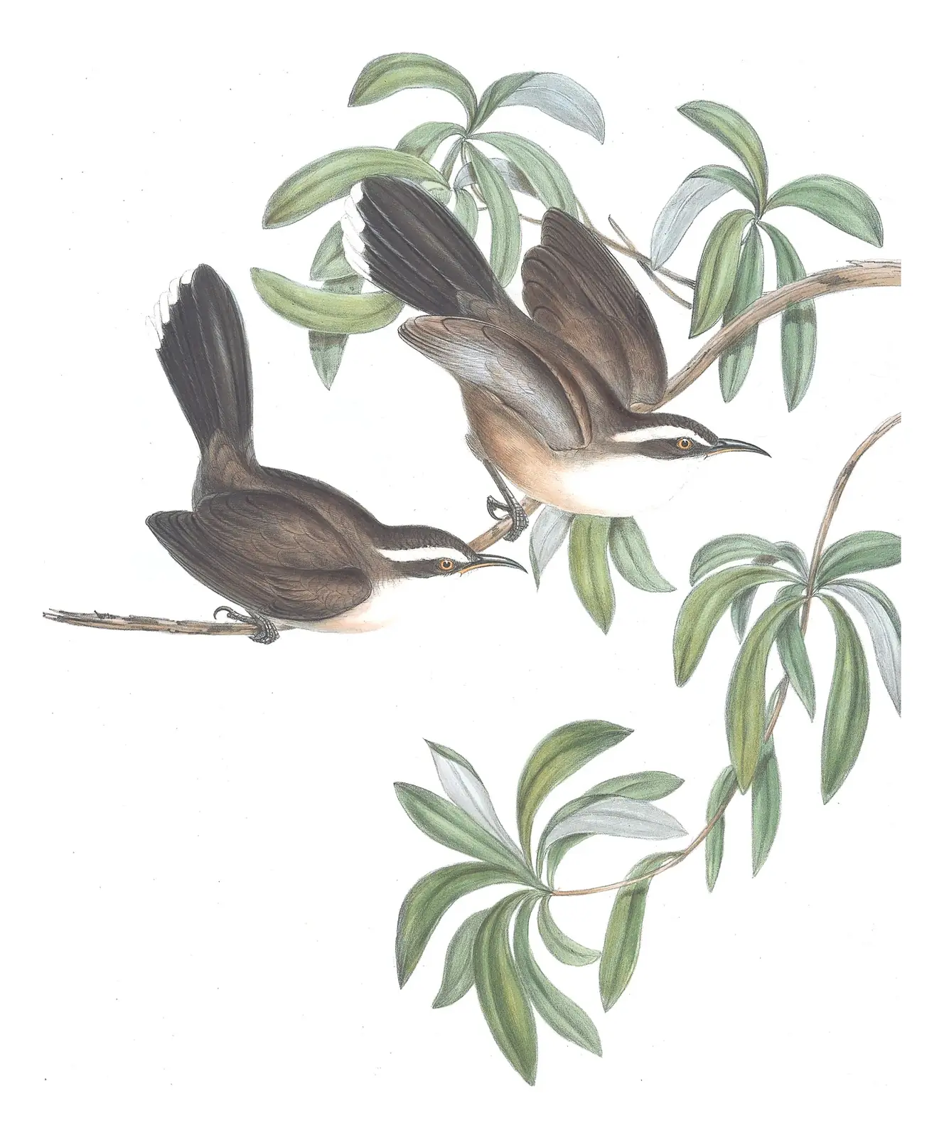 Volume IV, plate 22 of Gould's The Birds of Australia: White-browed Babbler (Pomatostomus superciliosus)
