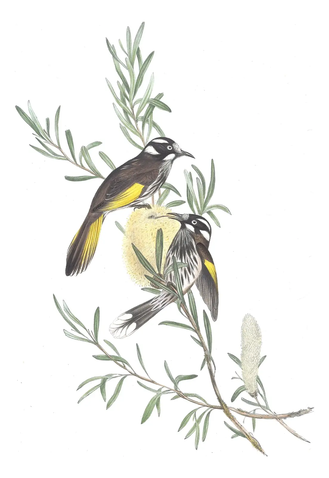 Volume IV, plate 23 of Gould's The Birds of Australia: New Holland Honeyeater (Phylidonyris novaehollandiae)