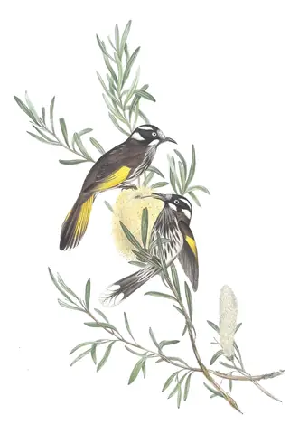 Volume IV, plate 23 of Gould's The Birds of Australia: New Holland Honeyeater (Phylidonyris novaehollandiae)