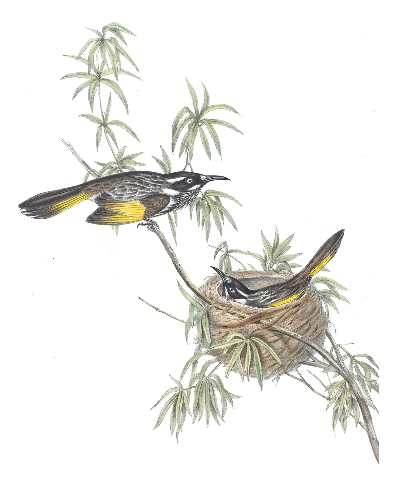Volume IV, plate 24 of Gould's The Birds of Australia: New Holland Honeyeater (Phylidonyris novaehollandiae)