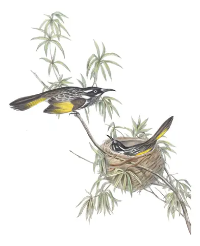 Volume IV, plate 24 of Gould's The Birds of Australia: New Holland Honeyeater (Phylidonyris novaehollandiae)
