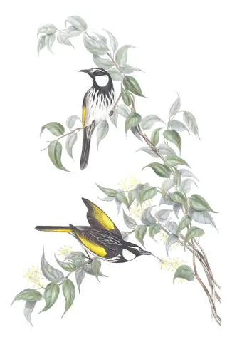 Volume IV, plate 25 of Gould's The Birds of Australia: White-cheeked Honeyeater (Phylidonyris niger)