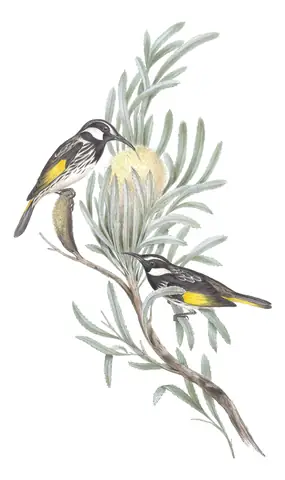 Volume IV, plate 26 of Gould's The Birds of Australia: White-cheeked Honeyeater (Phylidonyris niger)