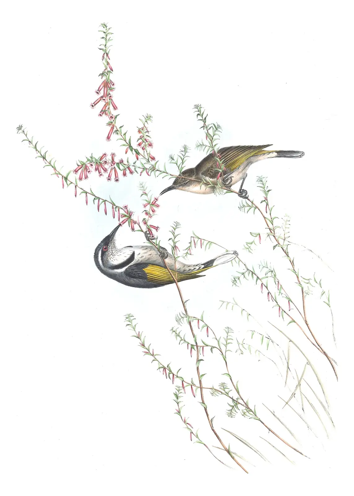 Volume IV, plate 27 of Gould's The Birds of Australia: Crescent Honeyeater (Phylidonyris pyrrhopterus)