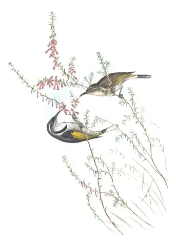 Volume IV, plate 27 of Gould's The Birds of Australia: Crescent Honeyeater (Phylidonyris pyrrhopterus)