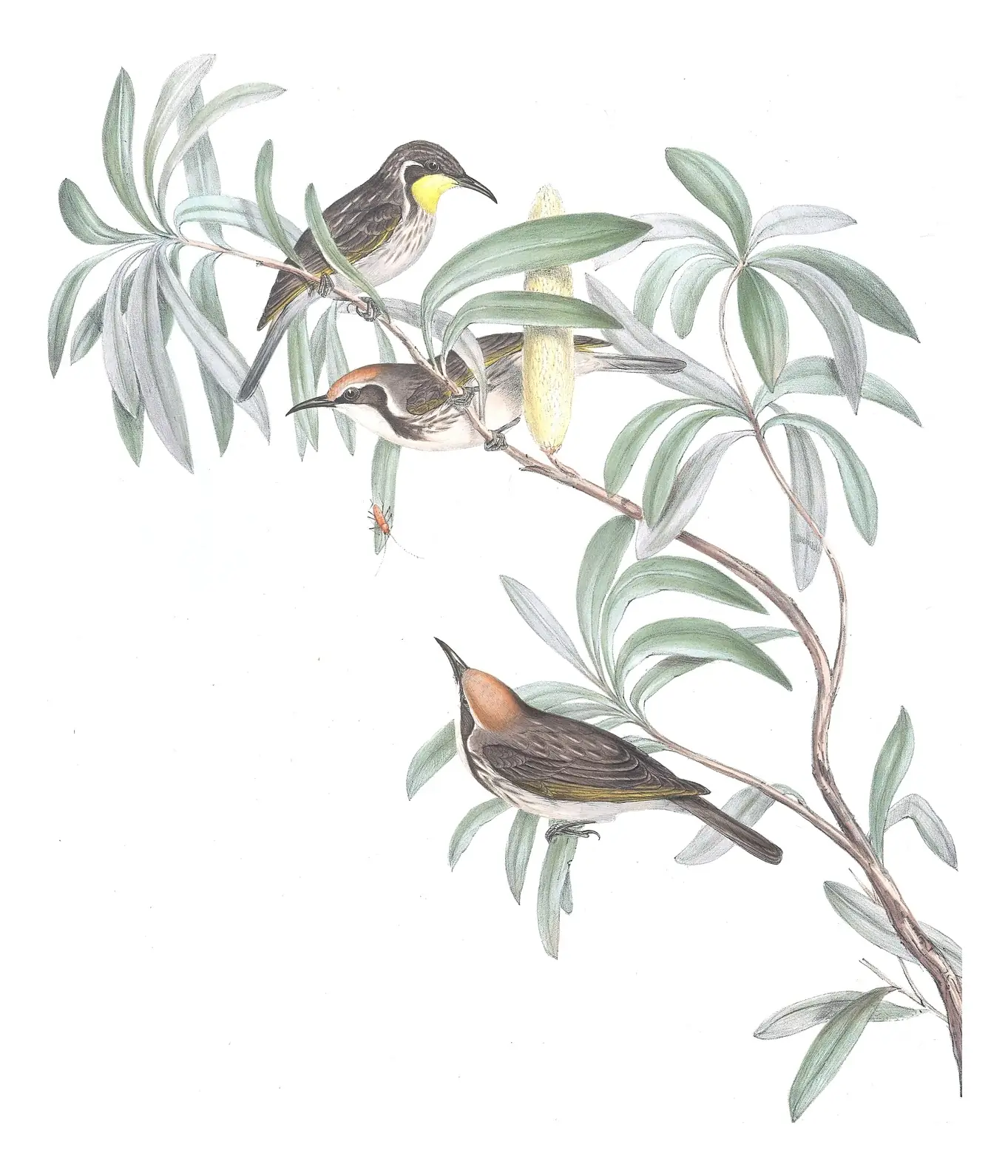 Volume IV, plate 28 of Gould's The Birds of Australia: Tawny-crowned Honeyeater (Gliciphila melanops)