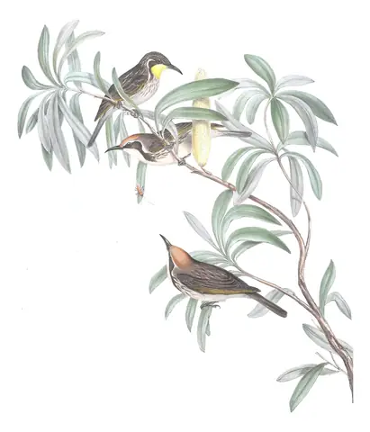 Volume IV, plate 28 of Gould's The Birds of Australia: Tawny-crowned Honeyeater (Gliciphila melanops)
