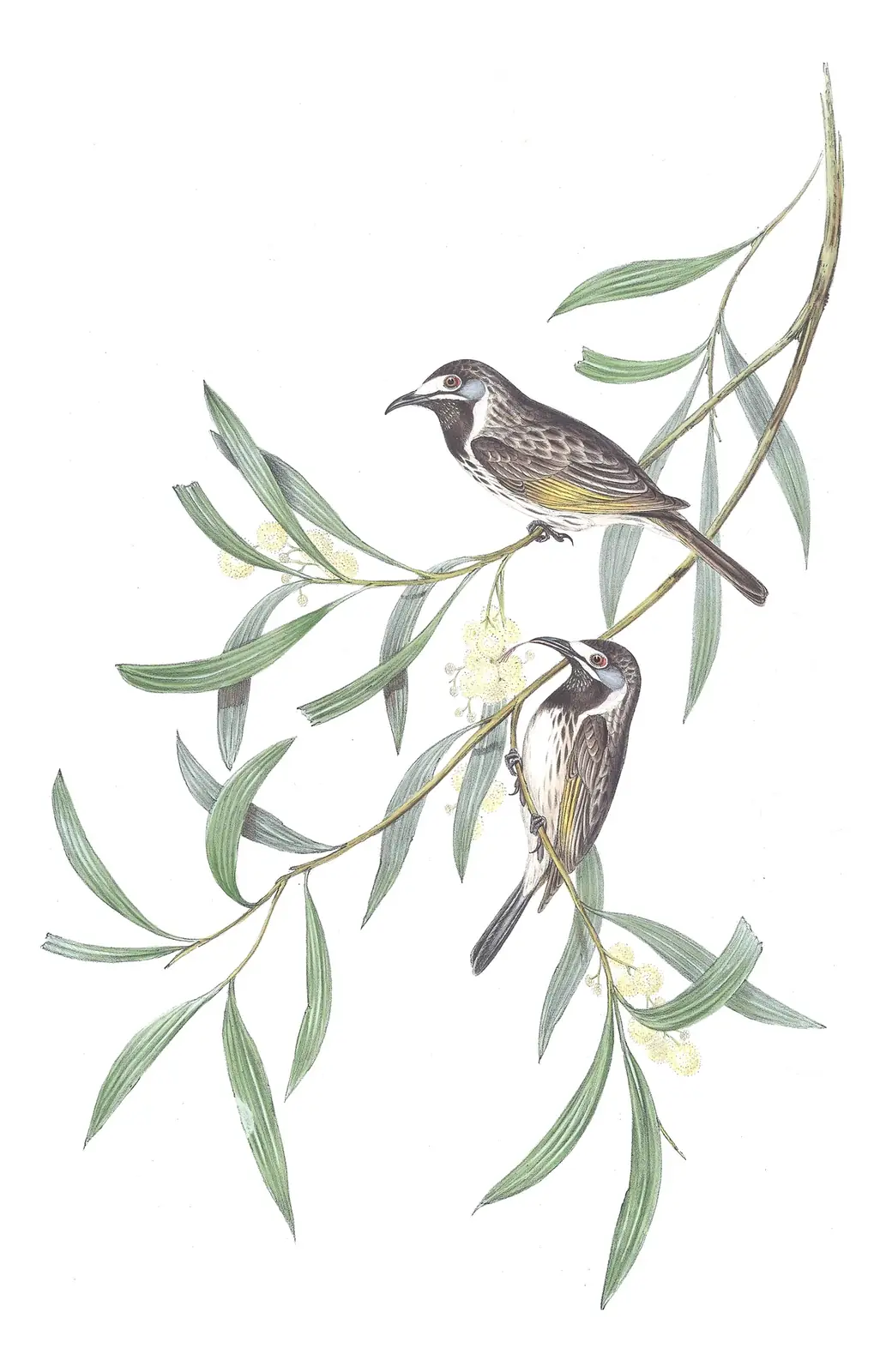 Volume IV, plate 29 of Gould's The Birds of Australia: White-fronted Honeyeater (Purnella albifrons)