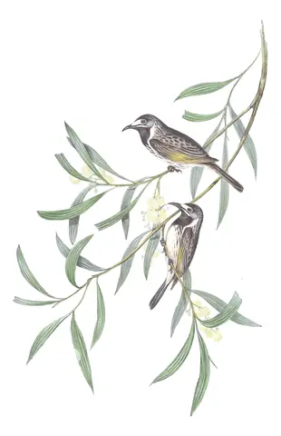 Volume IV, plate 29 of Gould's The Birds of Australia: White-fronted Honeyeater (Purnella albifrons)