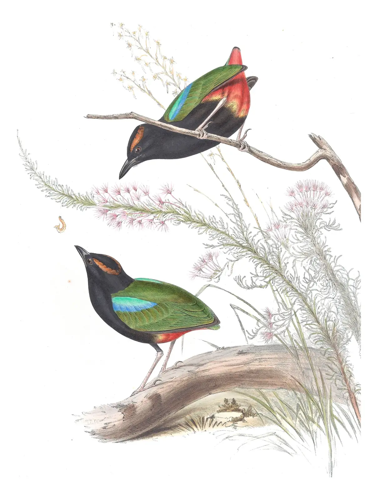 Volume IV, plate 3 of Gould's The Birds of Australia: Rainbow Pitta (Pitta iris)