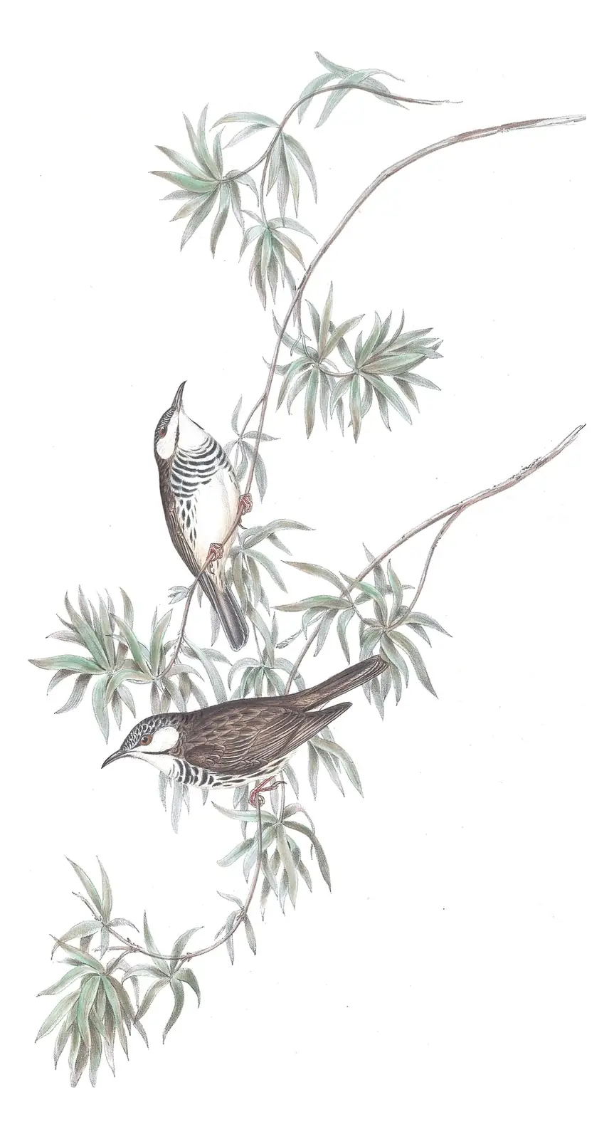 Volume IV, plate 30 of Gould's The Birds of Australia: Bar-breasted Honeyeater (Ramsayornis fasciatus)