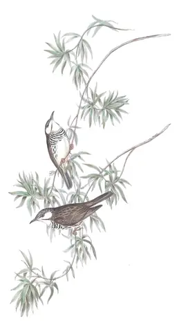 Volume IV, plate 30 of Gould's The Birds of Australia: Bar-breasted Honeyeater (Ramsayornis fasciatus)