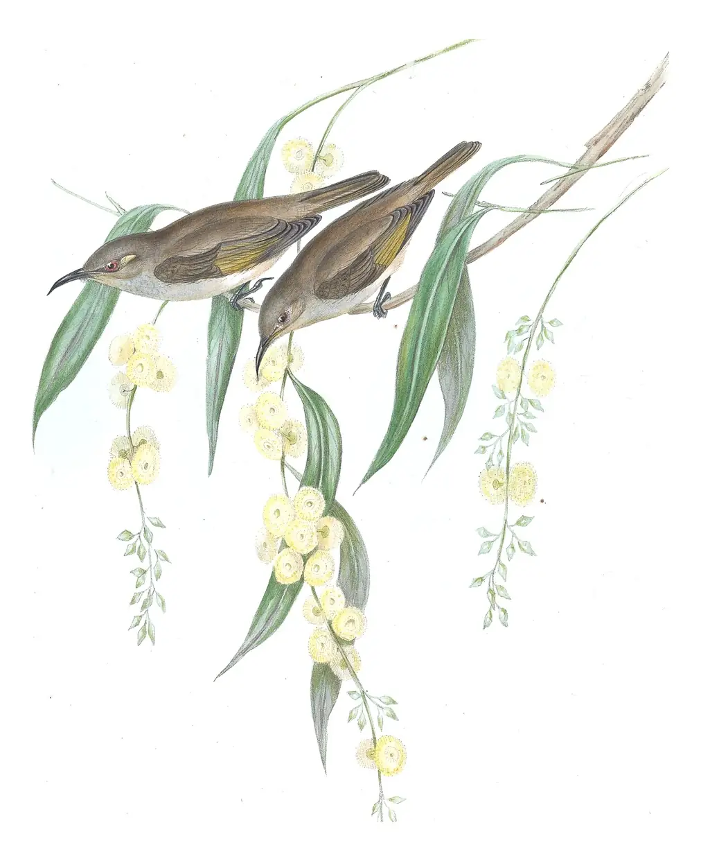 Volume IV, plate 31 of Gould's The Birds of Australia: Brown Honeyeater (Lichmera indistincta)