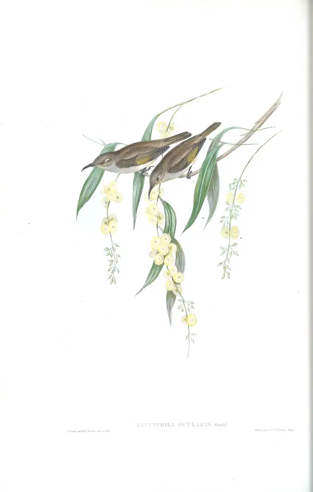 The whole sheet of volume IV, plate 31, with its engraved caption