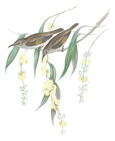 Volume IV, plate 31 of Gould's The Birds of Australia: Brown Honeyeater (Lichmera indistincta)