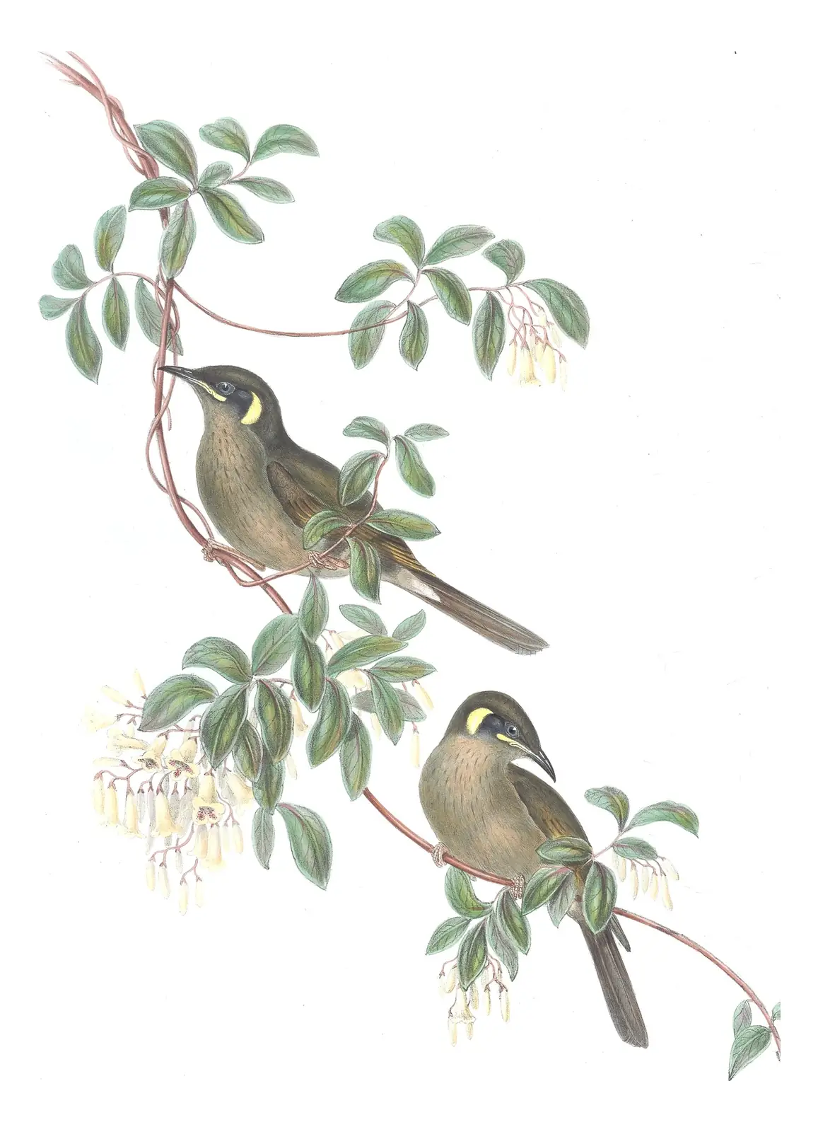 Volume IV, plate 32 of Gould's The Birds of Australia: Lewin's Honeyeater (Meliphaga lewinii)