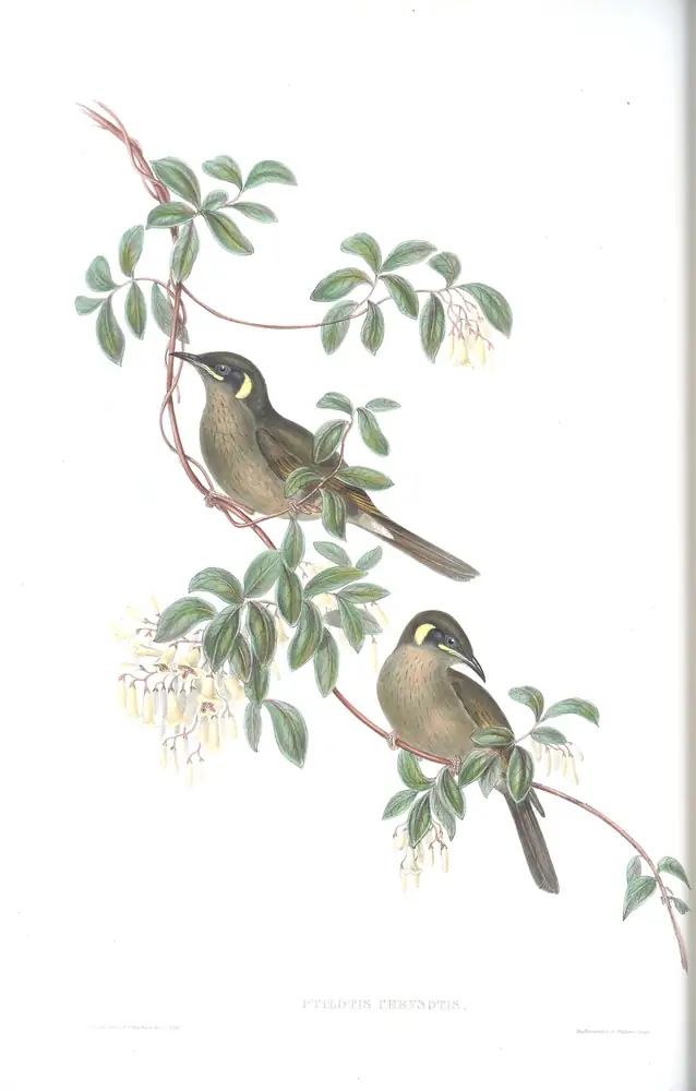 The whole sheet of volume IV, plate 32, with its engraved caption