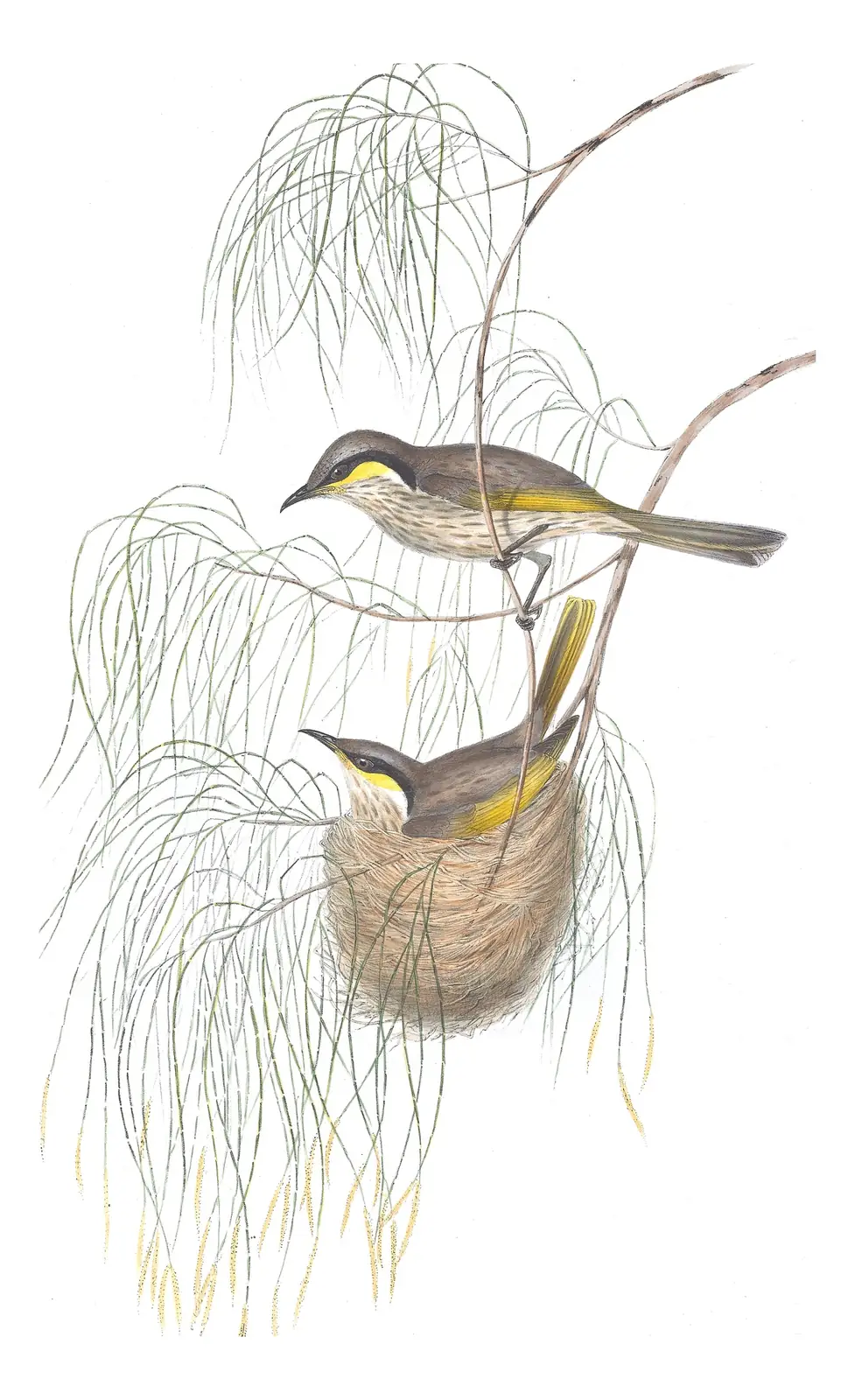 Volume IV, plate 33 of Gould's The Birds of Australia: Singing Honeyeater (Gavicalis virescens)