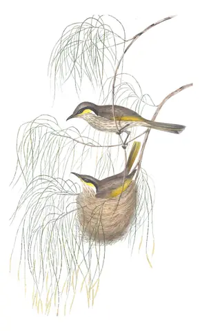 Volume IV, plate 33 of Gould's The Birds of Australia: Singing Honeyeater (Gavicalis virescens)