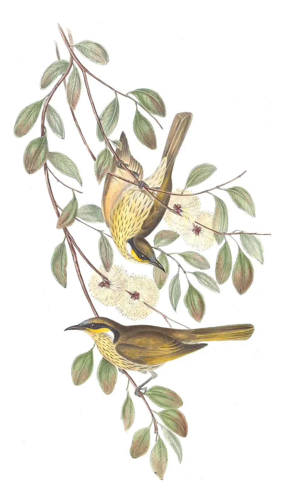 Volume IV, plate 34 of Gould's The Birds of Australia: Varied Honeyeater (Gavicalis versicolor)