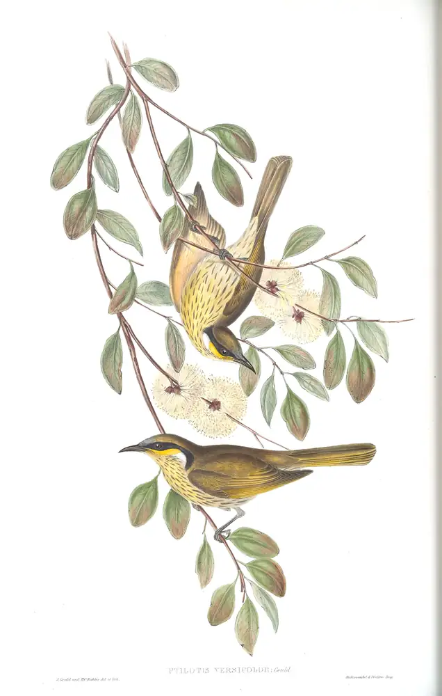 The whole sheet of volume IV, plate 34, with its engraved caption