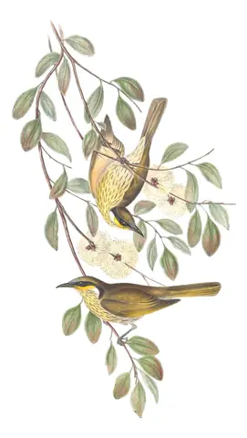 Volume IV, plate 34 of Gould's The Birds of Australia: Varied Honeyeater (Gavicalis versicolor)