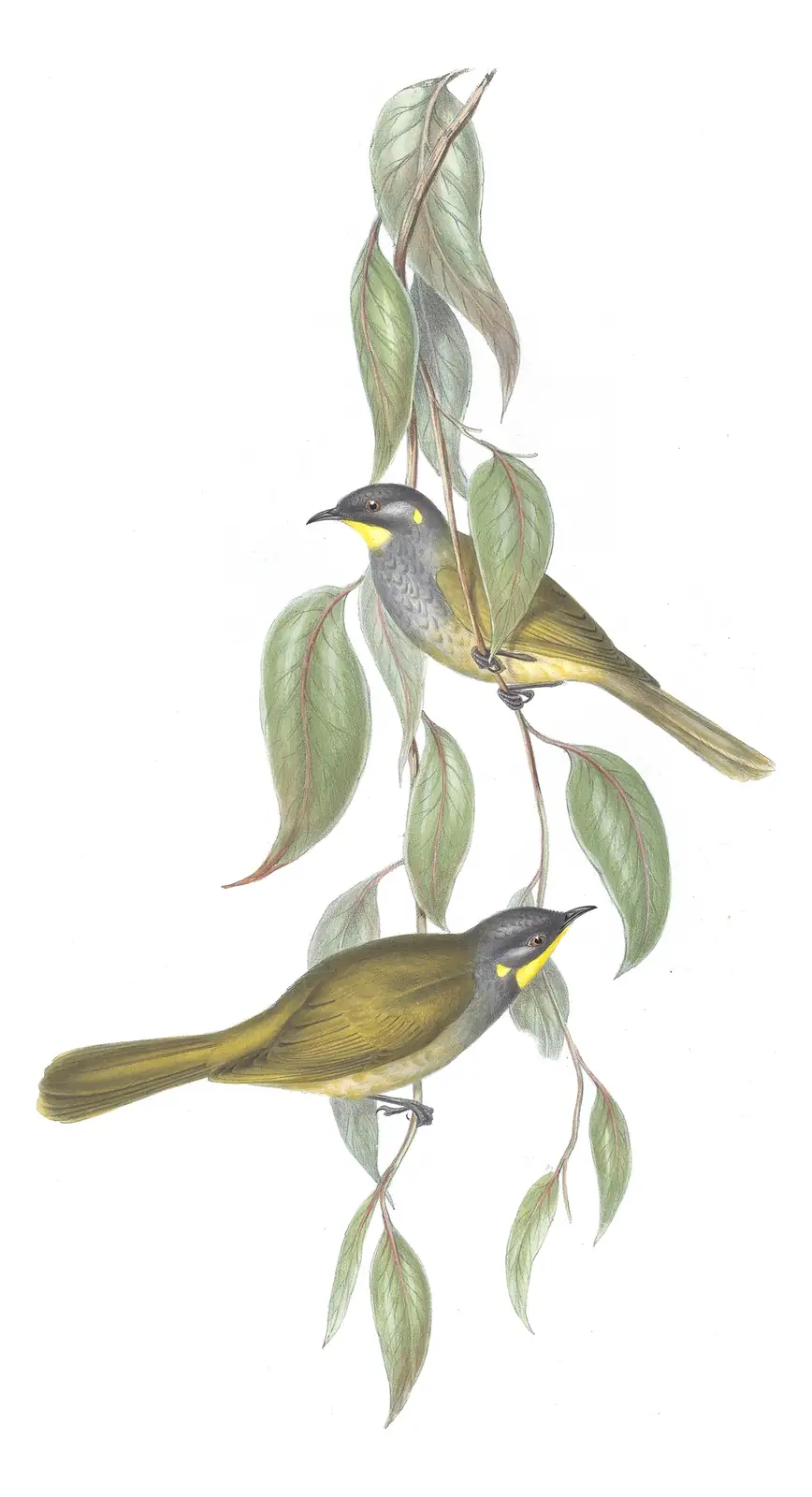 Volume IV, plate 35 of Gould's The Birds of Australia: Yellow-throated Honeyeater (Nesoptilotis flavicollis)