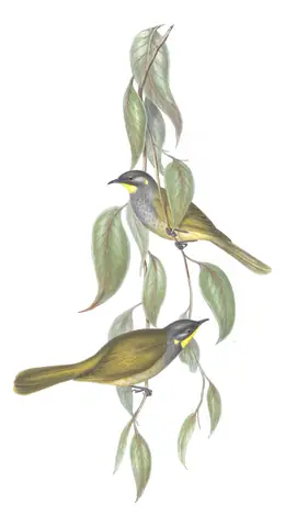 Volume IV, plate 35 of Gould's The Birds of Australia: Yellow-throated Honeyeater (Nesoptilotis flavicollis)