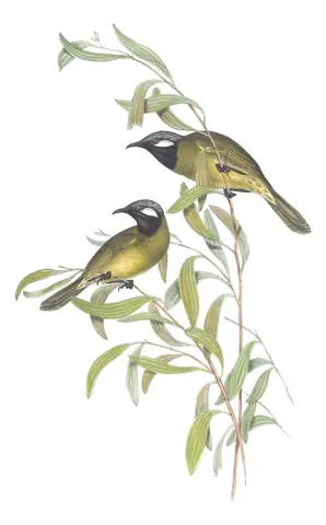 Volume IV, plate 36 of Gould's The Birds of Australia: White-eared Honeyeater (Nesoptilotis leucotis)