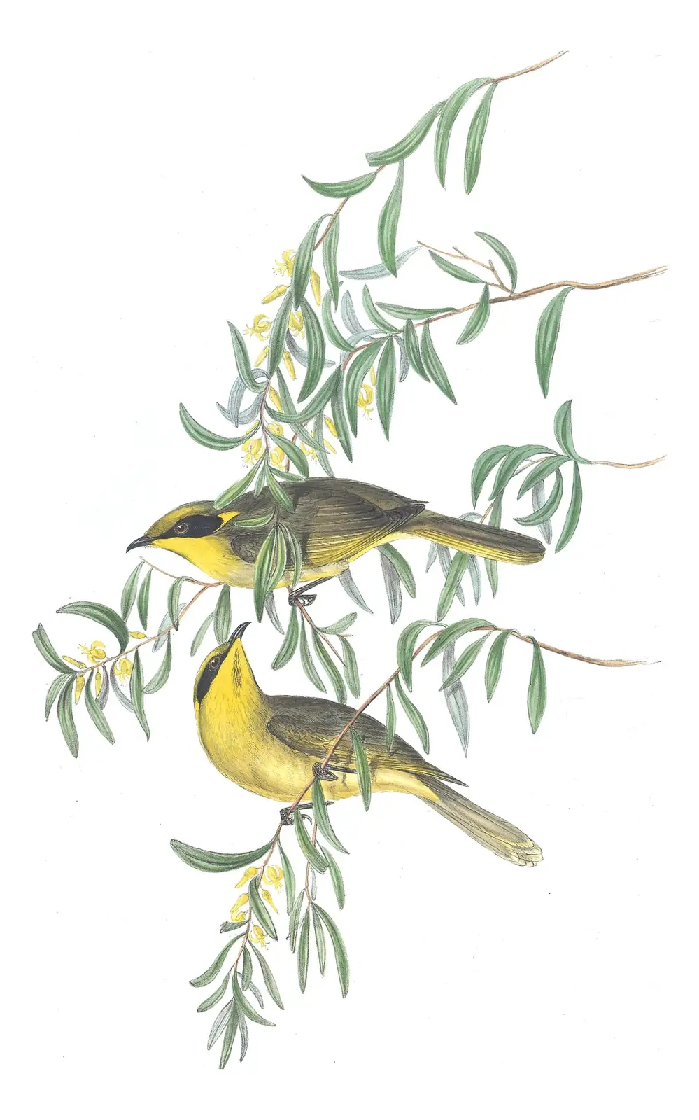 Volume IV, plate 37 of Gould's The Birds of Australia: Yellow-tufted Honeyeater (Lichenostomus melanops)