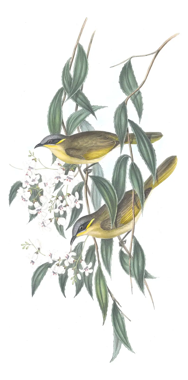 Volume IV, plate 38 of Gould's The Birds of Australia: Purple-gaped Honeyeater (Lichenostomus cratitius)