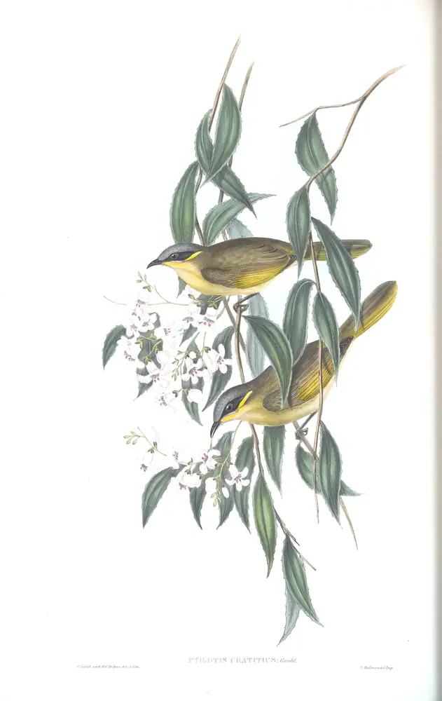 The whole sheet of volume IV, plate 38, with its engraved caption