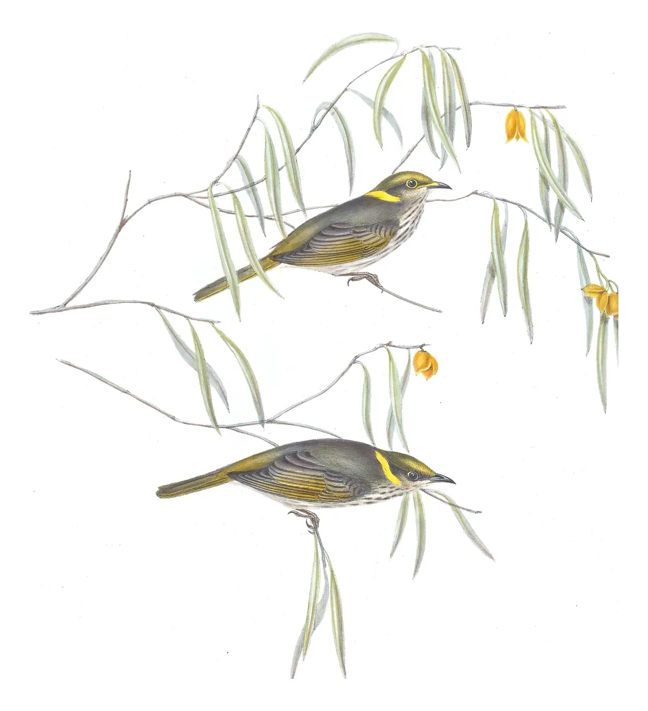 Volume IV, plate 39 of Gould's The Birds of Australia: Yellow-plumed Honeyeater (Ptilotula ornata)