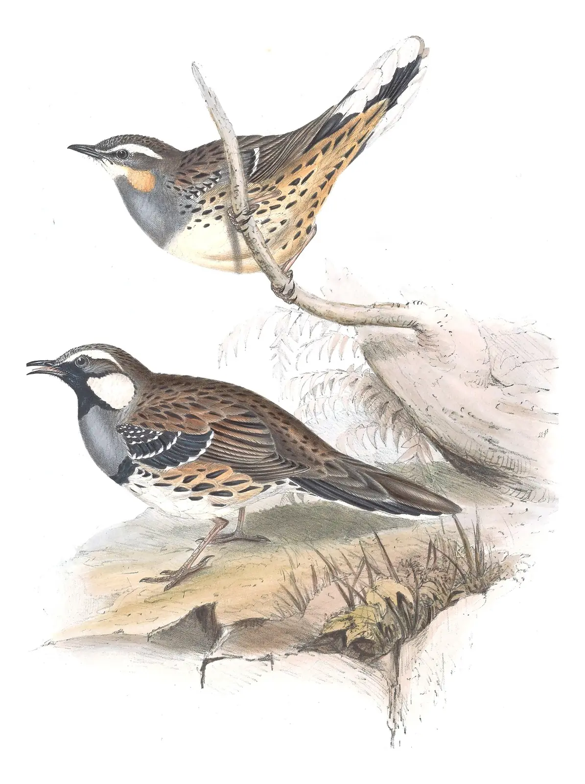 Volume IV, plate 4 of Gould's The Birds of Australia: Spotted Quail-thrush (Cinclosoma punctatum)