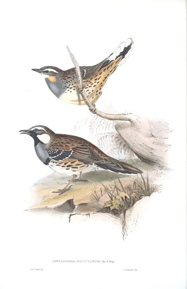 The whole sheet of volume IV, plate 4, with its engraved caption
