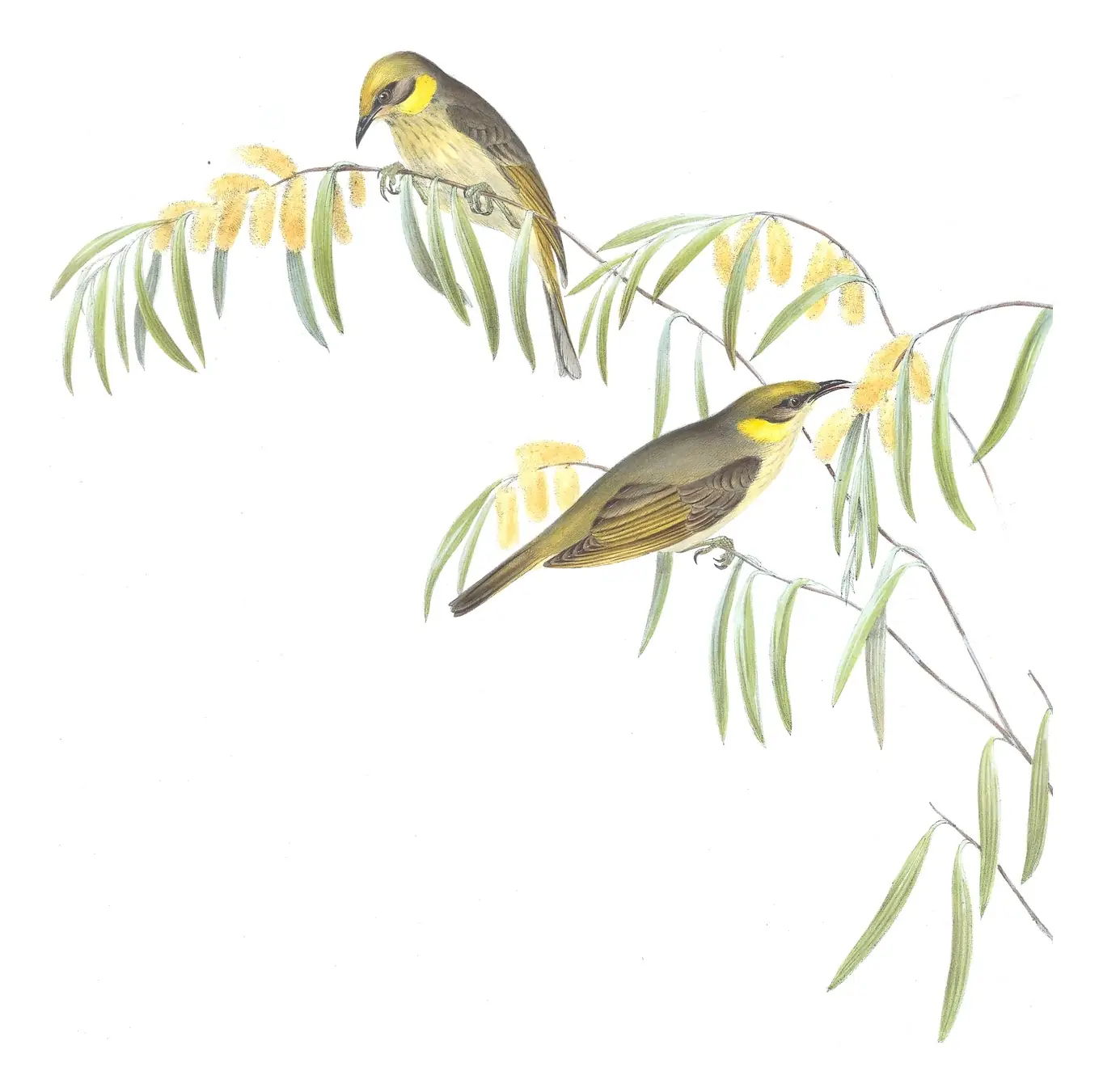 Volume IV, plate 40 of Gould's The Birds of Australia: Gray-fronted Honeyeater (Ptilotula plumula)