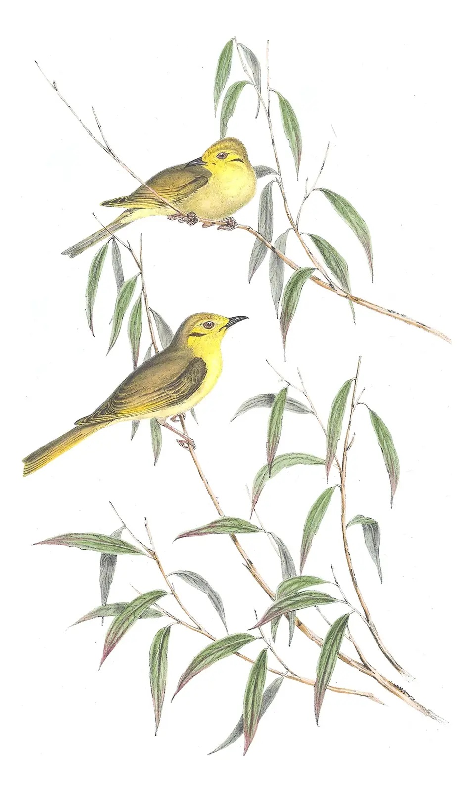 Volume IV, plate 41 of Gould's The Birds of Australia: Yellow-tinted Honeyeater (Ptilotula flavescens)