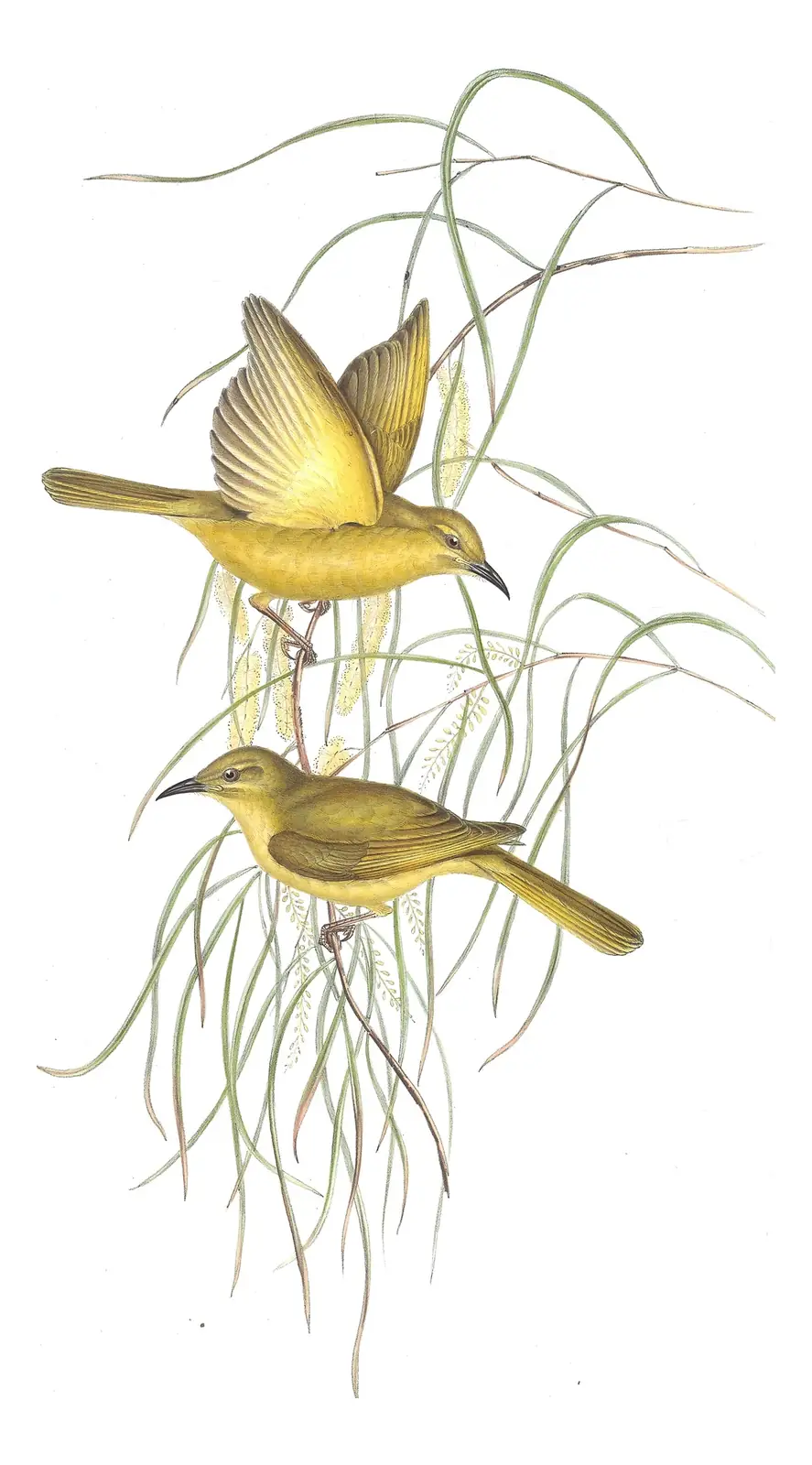 Volume IV, plate 42 of Gould's The Birds of Australia: Yellow Honeyeater (Stomiopera flava)
