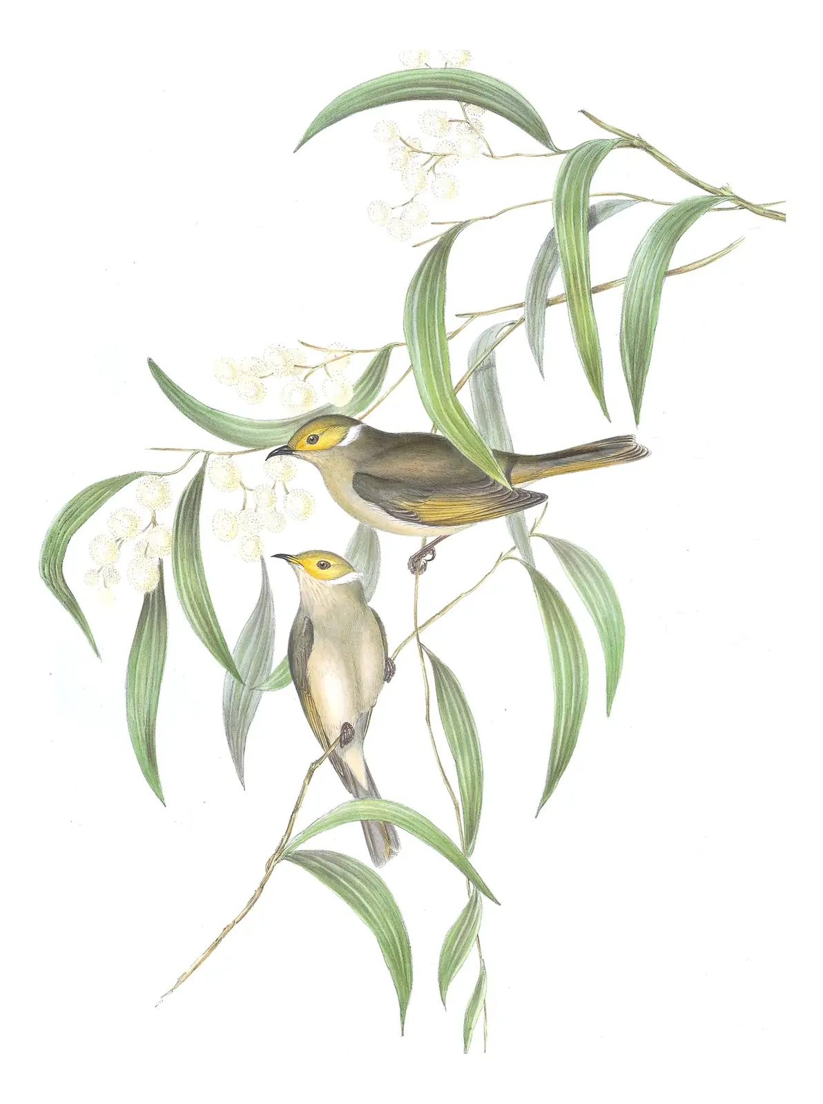 Volume IV, plate 43 of Gould's The Birds of Australia: White-plumed Honeyeater (Ptilotula penicillata)