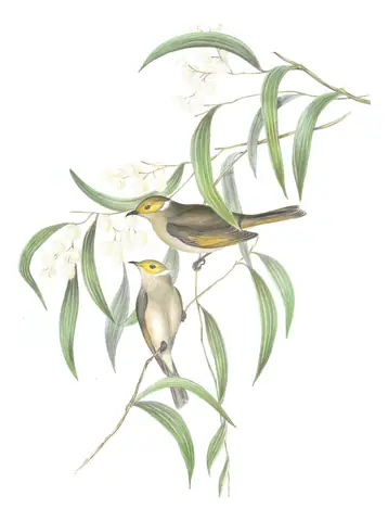 Volume IV, plate 43 of Gould's The Birds of Australia: White-plumed Honeyeater (Ptilotula penicillata)