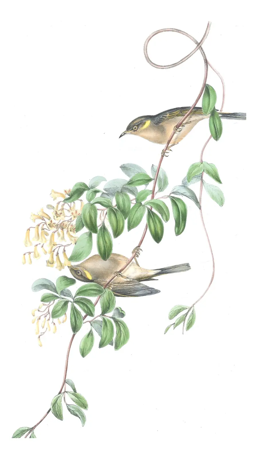 Volume IV, plate 44 of Gould's The Birds of Australia: Fuscous Honeyeater (Ptilotula fusca)
