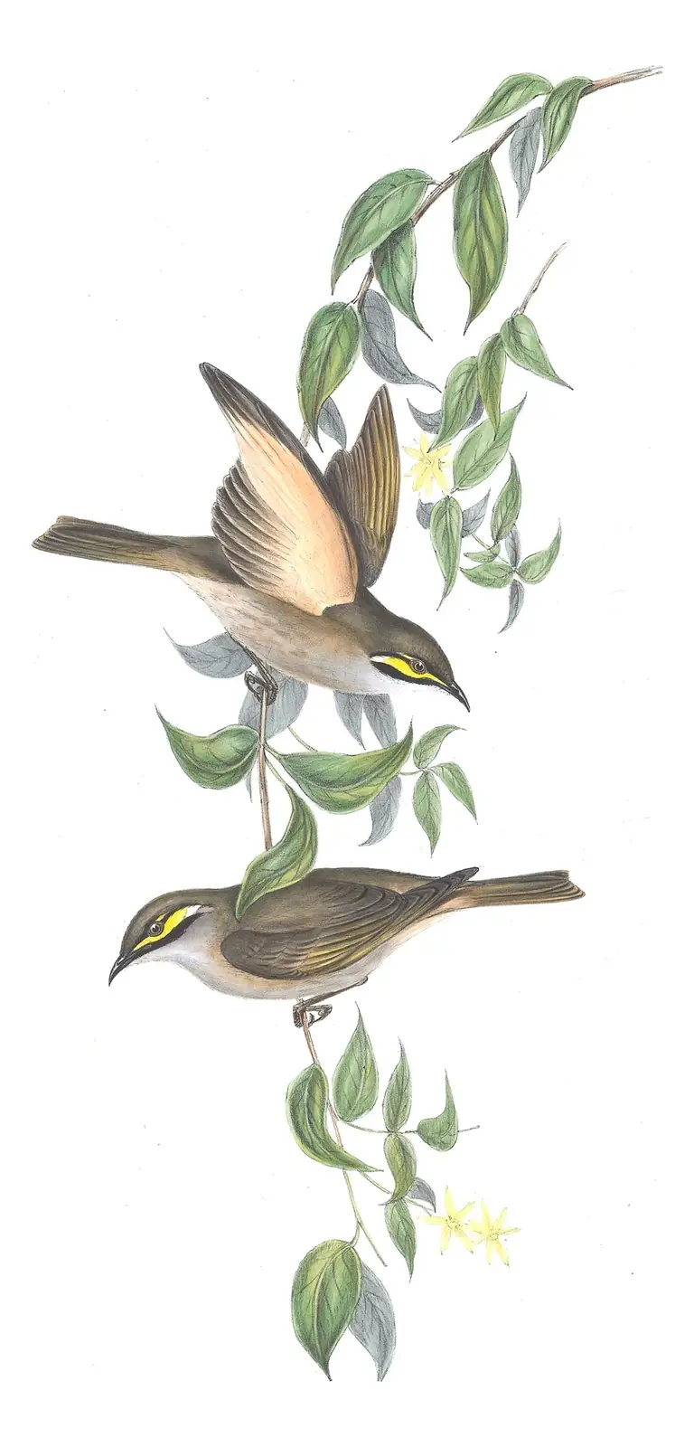 Volume IV, plate 45 of Gould's The Birds of Australia: Yellow-faced Honeyeater (Caligavis chrysops)