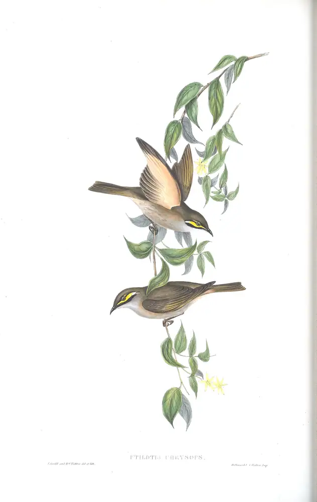 The whole sheet of volume IV, plate 45, with its engraved caption