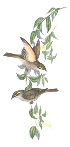 Volume IV, plate 45 of Gould's The Birds of Australia: Yellow-faced Honeyeater (Caligavis chrysops)