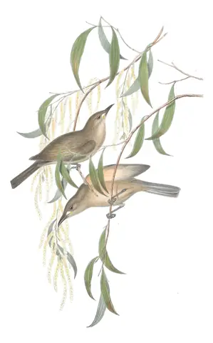 Volume IV, plate 46 of Gould's The Birds of Australia: White-gaped Honeyeater (Stomiopera unicolor)