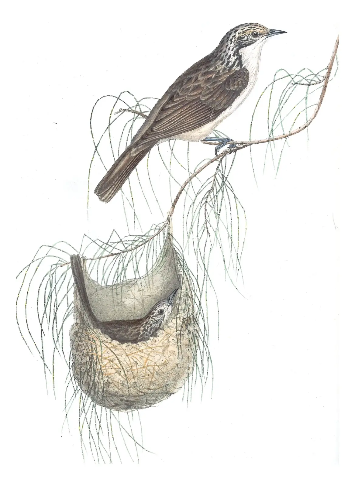 Volume IV, plate 47 of Gould's The Birds of Australia: Striped Honeyeater (Plectorhyncha lanceolata)